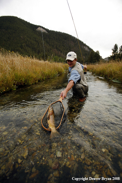 Flyfisherman Landing Cutthroat Trout