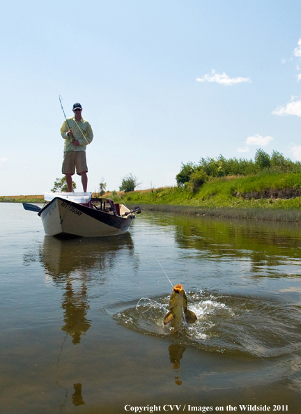 Flyfisherman with carp on line. 