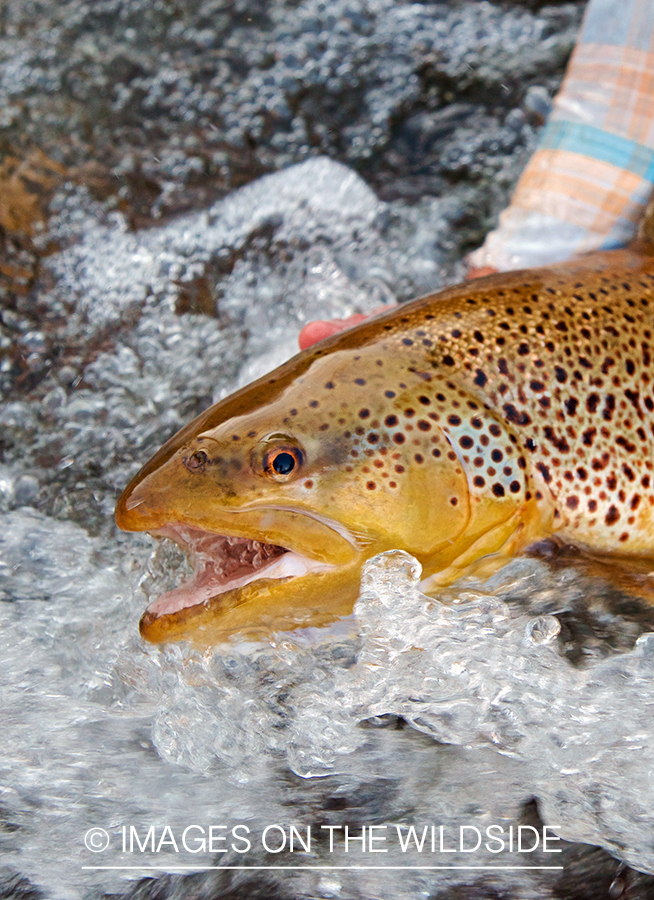 Flyfisherman releasing brown trout.