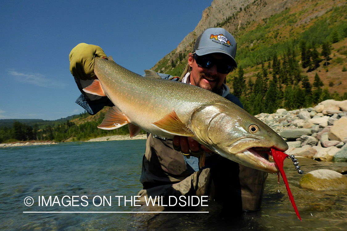 Flyfisherman releasing bull trout.