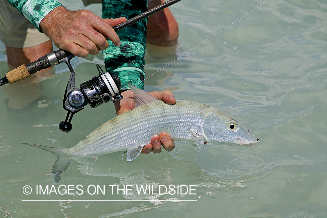 Spincast fisherman with Bonefish.