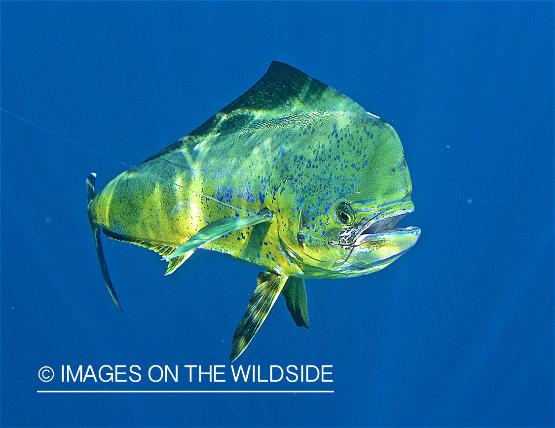 Hooked Dorado underwater.