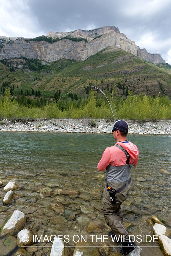 Flyfisherman fighting trout.