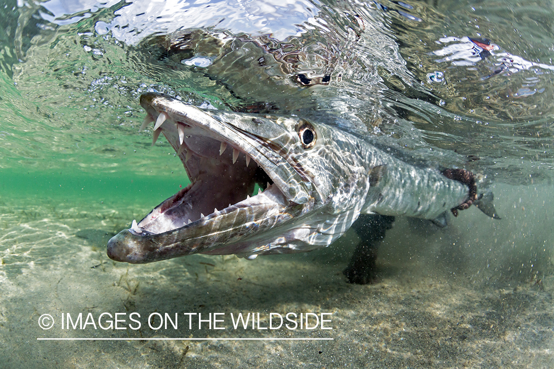 Flyfisherman releasing Barracuda.