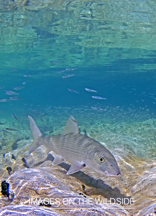 Bonefish in habitat.