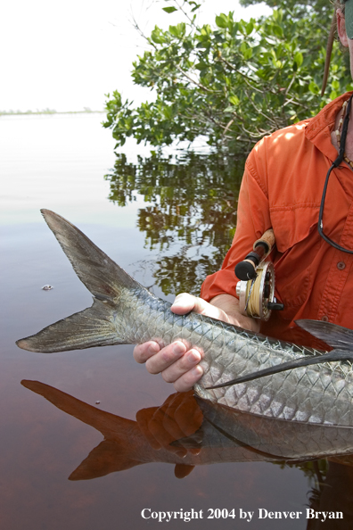 Flyfisherman holding tail of a tarpon