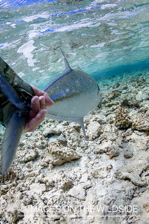 Flyfisherman releasing bluefin trevally.