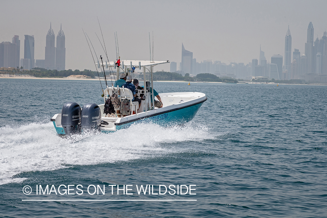 Flyfishing for queenfish off the coast of Dubai, UAE.