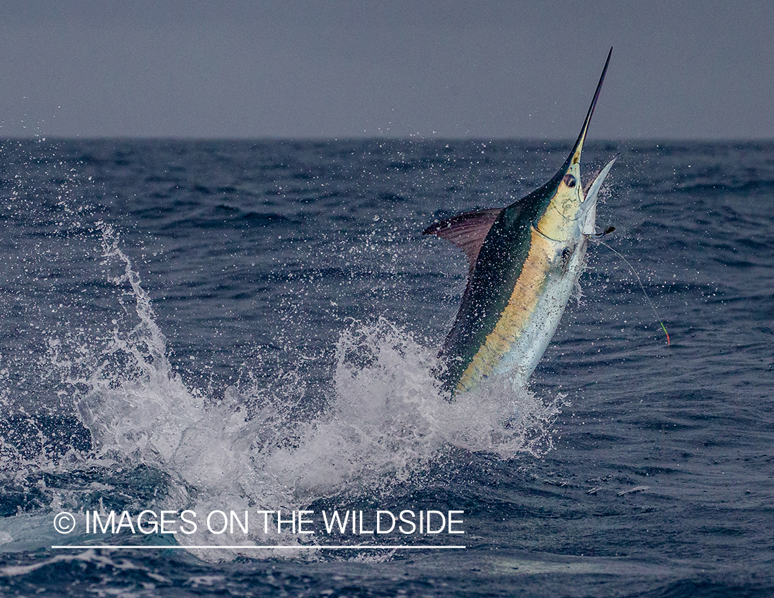 Marlin (blue) jumping.