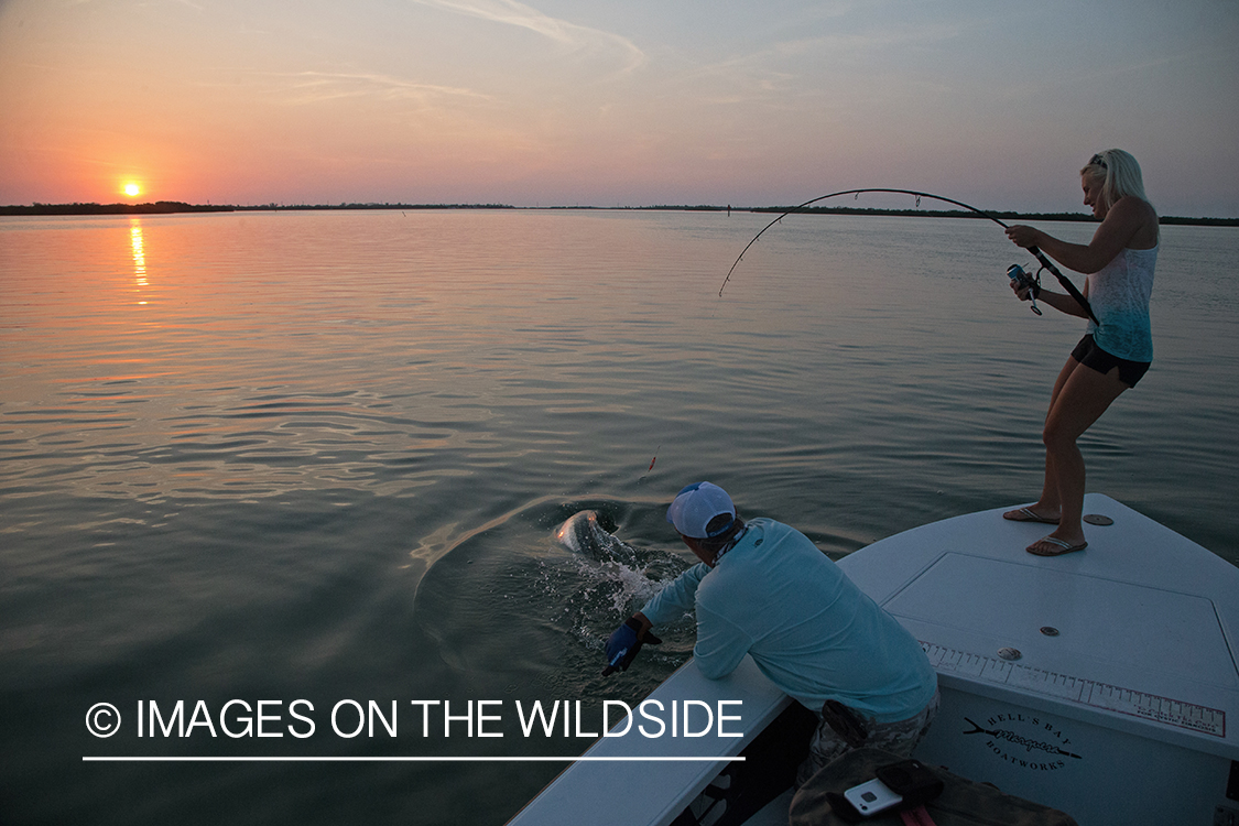 Saltwater fly fisherwoman with tarpon on line.