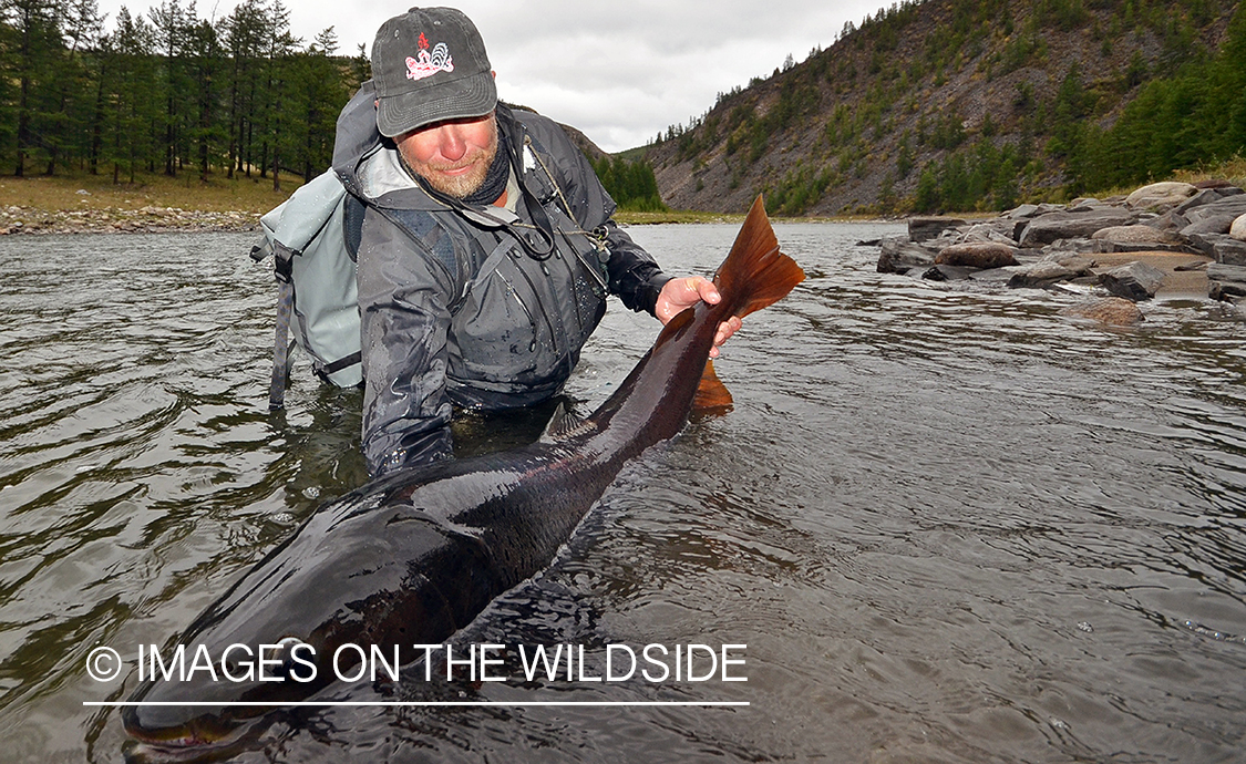 Fly fisherman releasing Taimen.