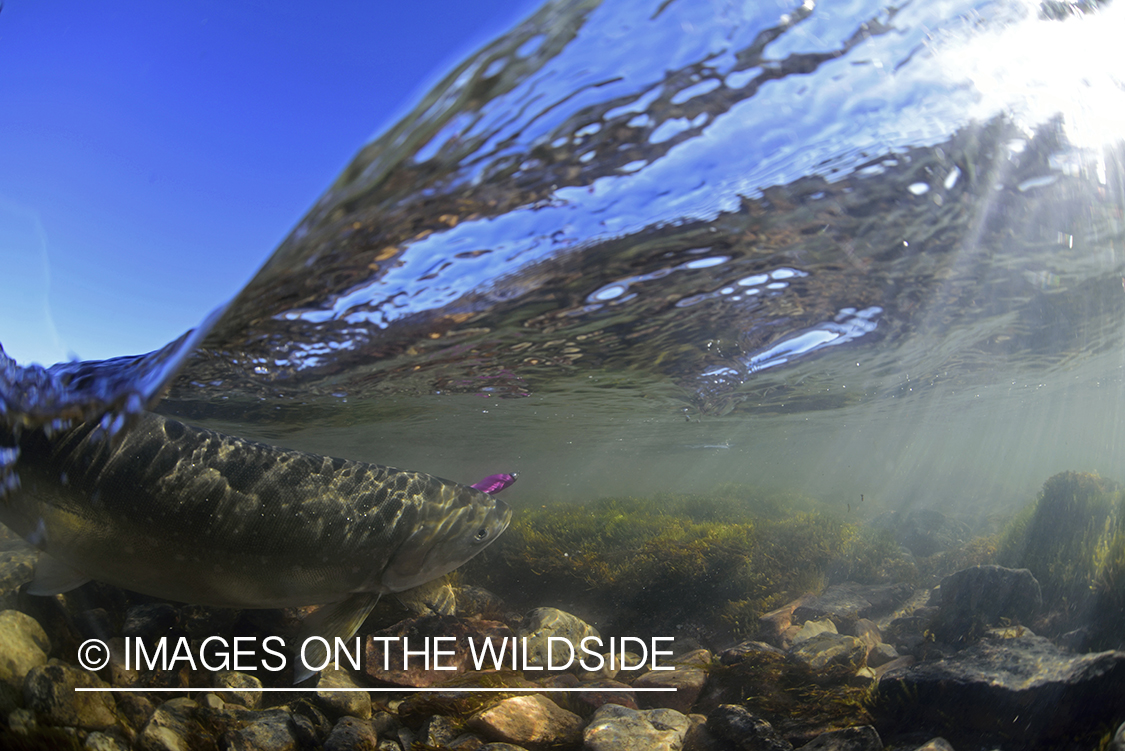 Arctic Char with fly in mouth underwater.