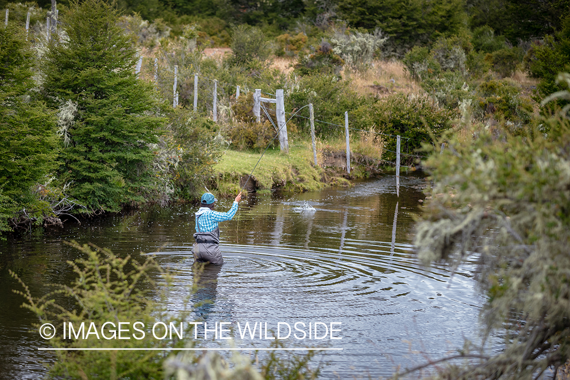 Woman fly fishing guide(Marcela Appelhanz) on stream.