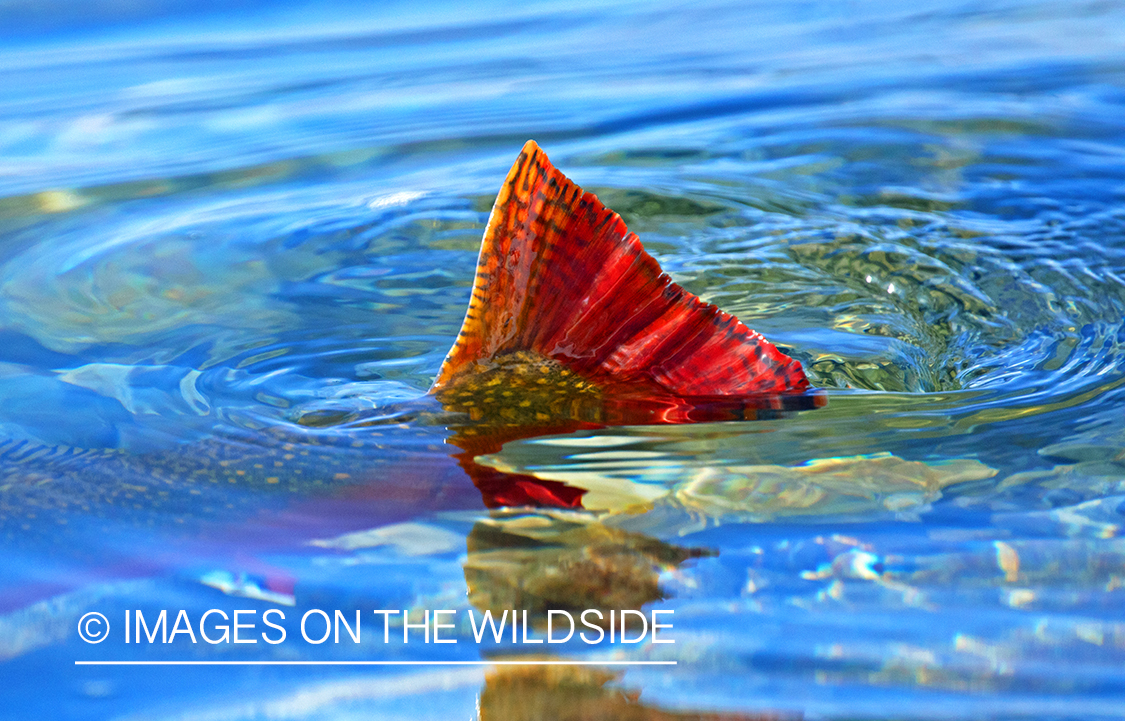 Brook trout dorsal fin breaking surface.