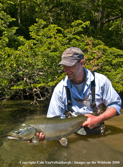 Brown Trout