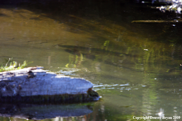 Brown trout underwater