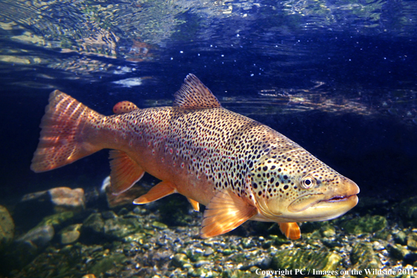 Brown trout, Green River. 