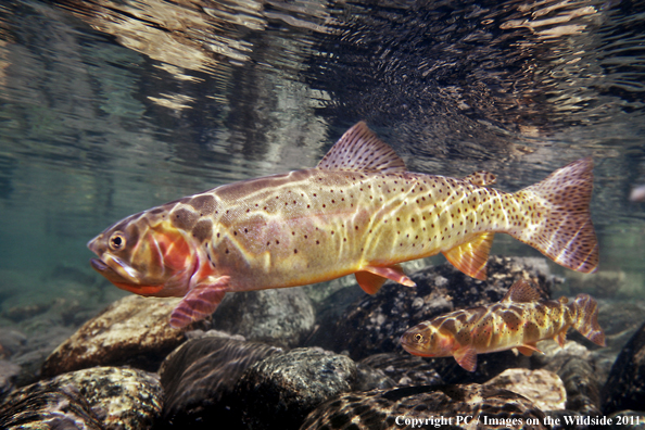 Yellowstone Cutthroat, Greybull River, MT. 