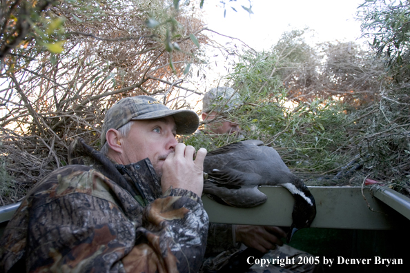 Hunter calling ducks from blind.