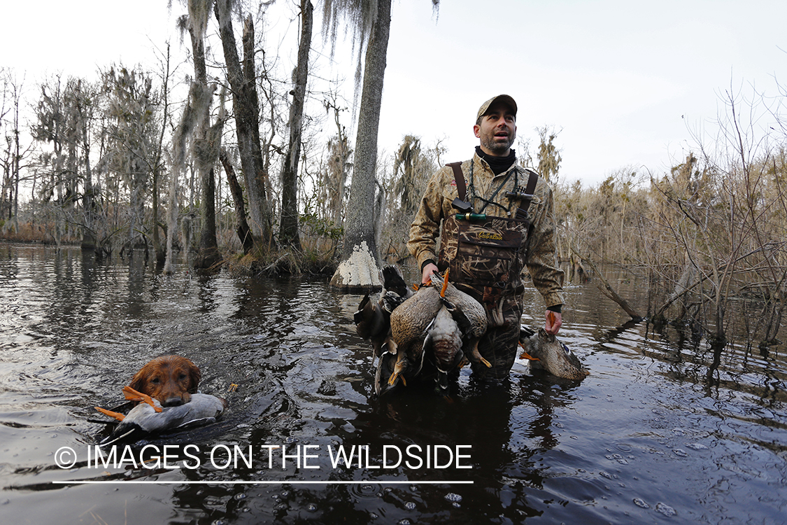 Waterfowl hunter with bagged waterfowl in southern wetlands. 