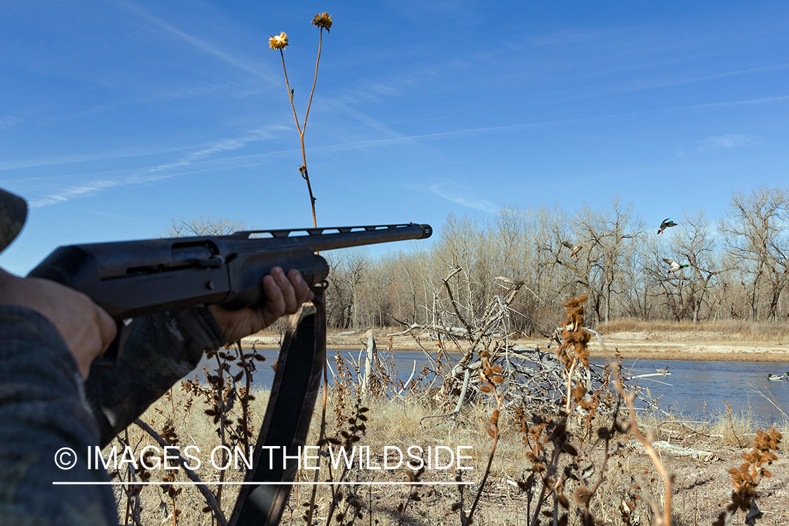 Hunting waterfowl in Nebraska.