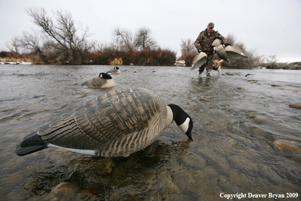 Canadian Goose Decoy