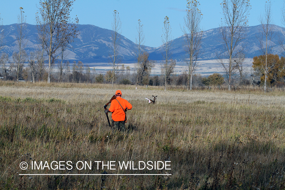 Upland game bird hunter in field with startled deer.