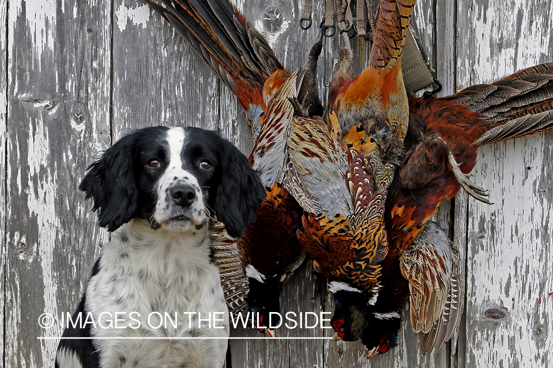 Springer spaniel with bagged pheasants.