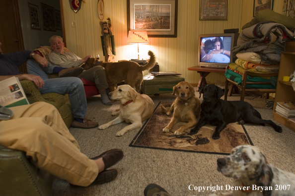 Upland game bird hunters lounging in living room with dogs after a day's hunt.