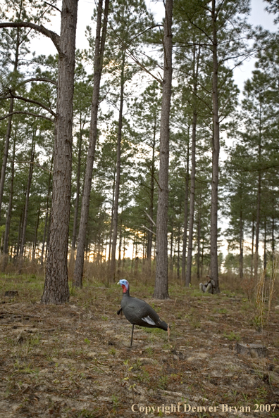 Eastern turkey decoy with hunter in background