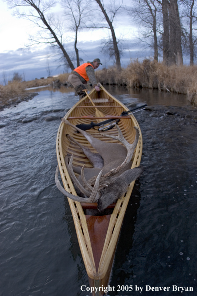 Big game hunter dragging canoe with bagged white-tail deer in bow