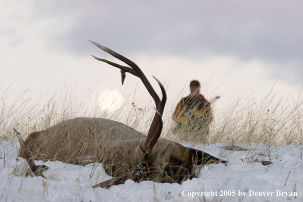 Elk hunter approaching downed elk. Full moon in background.