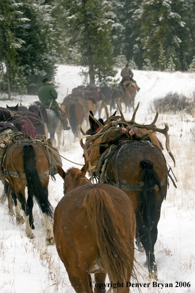 Elk hunters with bagged elk on horse packstring.  