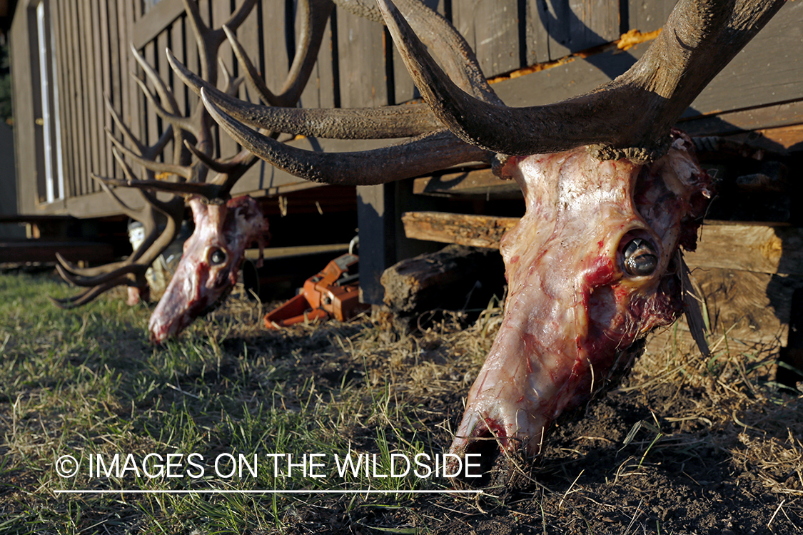 Recently bagged bull elk at camp.