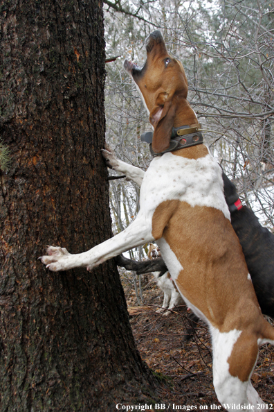 Hound barking at treed mountain lion. 