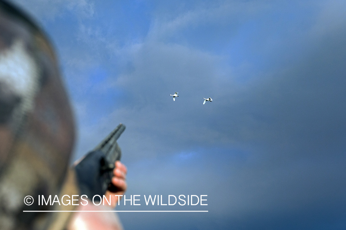 Hunting Tundra Swans and Ducks.