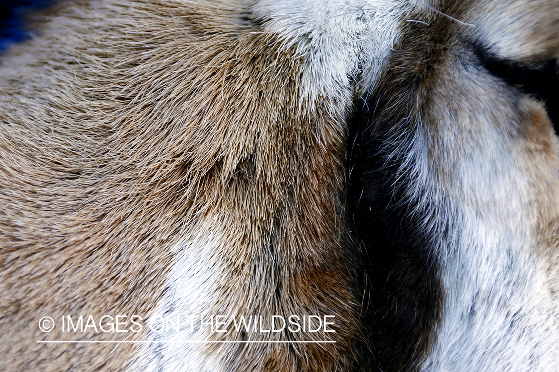 Close-up of bagged pronghorn antelope coat.