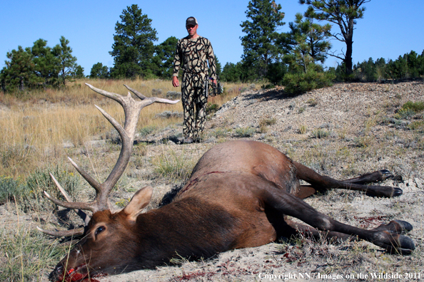 Big Game hunter with bagged Elk. 