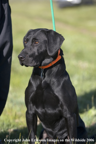 Black Labrador Retriever