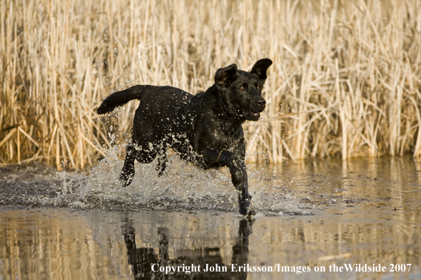 Black Labrador Retriever