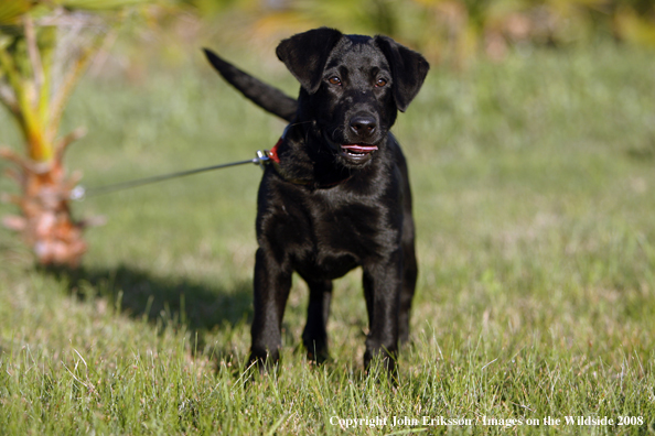 Black Labrador Retriever 