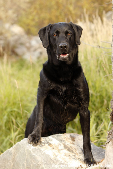 Black Labrador Retriever