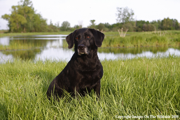 Black Labrador Retriever in field