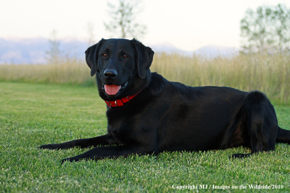 Black Labrador Retriever