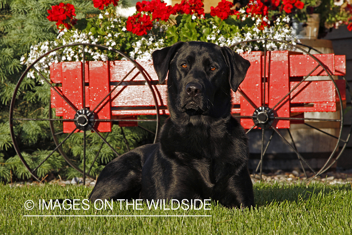 Black Labrador Retriever