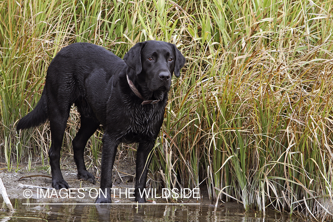 Black Labrador Retriever in field.