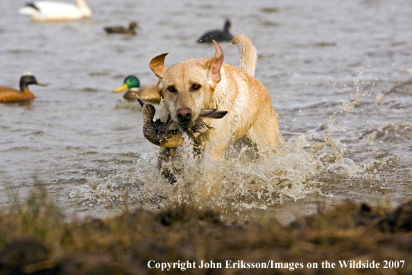 Yellow Labrador Retriever with retrieved duck