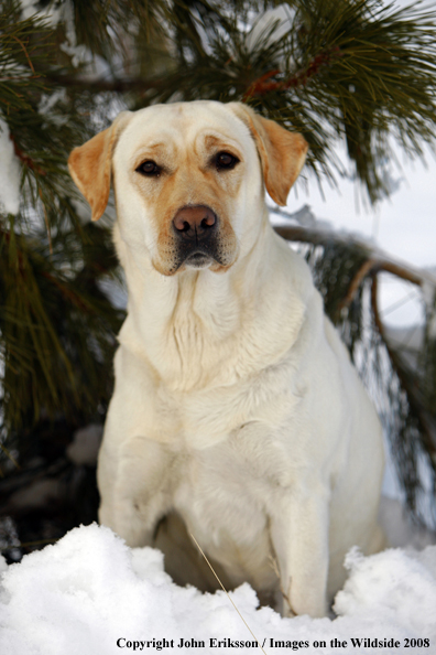 Yellow Labrador Retriever in field