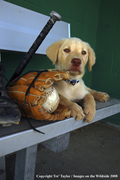 Yellow Labrador Puppy