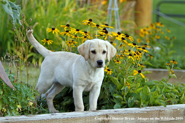 Yellow Labrador Retriever Puppy 